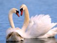 /album/fotogaleria/cisnes-corazon-jpg/